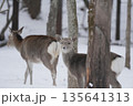 雪の中を歩くエゾシカ 135641313