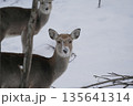 雪の中を採食活動するエゾシカ 135641314