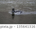 川を泳ぐホオジロガモ 135641316