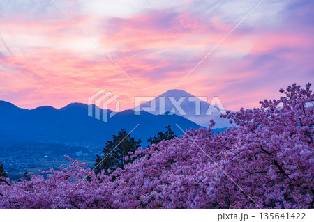 （神奈川県）西平畑公園の河津桜・富士山夕景 135641422