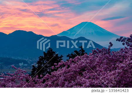 (神奈川県)西平畑公園の河津桜・富士山夕景 (神奈川県)西平畑公園の河津桜・富士山夕景 135641423