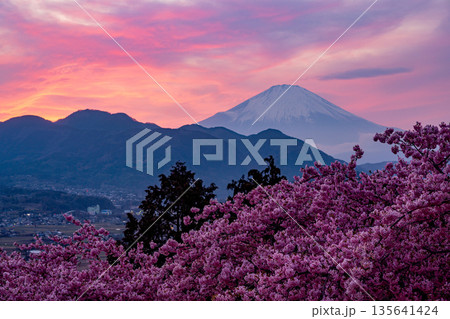 （神奈川県）西平畑公園の河津桜・富士山夕景 135641424