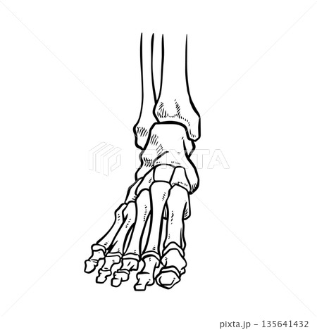 Skeleton Human foot body bones - front Anterior ventral view 135641432