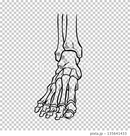 Skeleton Human foot body bones - front Anterior ventral view 135641433