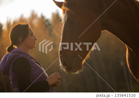 Middle Aged Woman Facing Horse In Warm Sunset Light Middle Aged Woman Facing Horse In Warm Sunset Light 135641510