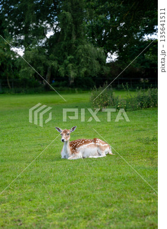 Fallow deer resting on green meadow in Park Rams Woerthe in Netherlands with forest background 135641511