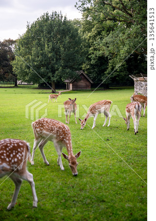 Group of fallow deer grazing on green meadow in Park Rams Woerthe in Netherlands Group of fallow deer grazing on green meadow in Park Rams Woerthe in Netherlands 135641513