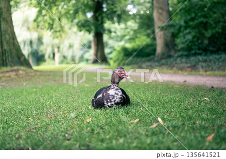 Muscovy duck resting on green grass in park with forest background and summer light Muscovy duck resting on green grass in park with forest background and summer light 135641521