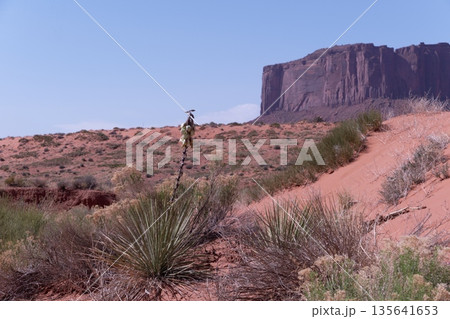 モニュメントバレ－のワイルドキャットトレールのナローリーフユッカ 135641653