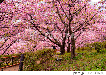 （神奈川県）西平畑公園　菜の花と河津桜 135641694