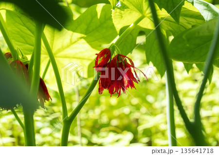 日陰で怪しく咲く珍しい花「八角蓮」 135641718