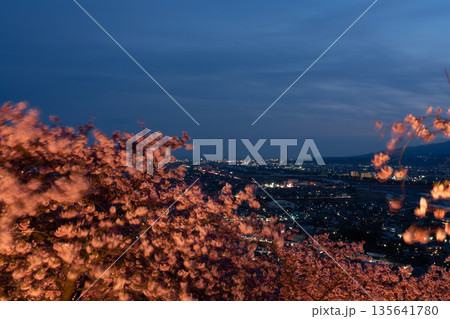 （神奈川県）西平畑公園の河津桜ライトアップ 135641780