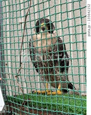 市川市の行徳にある野鳥病院で保護されているハヤブサ 135642152