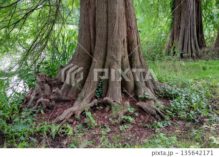 Ancient tree trunk with massive roots and textured bark in green forest landscape 135642171