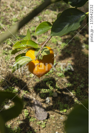 A persimmon tree with ripe orange fruit. 135642232