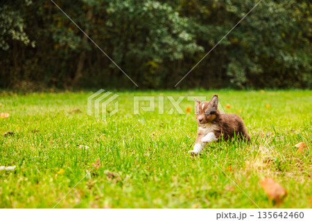 Brown Australian Shepherd puppy running across a green field near a forest edge on a cloudy autumn day Brown Australian Shepherd puppy running across a green field near a forest edge on a cloudy autumn day 135642460