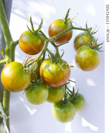 These are ripe cherry tomatoes. These are ripe cherry tomatoes. 135642488