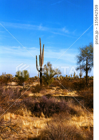 Landscape Sonoran Desert Arizona 135642509