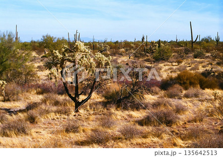 Landscape Sonoran Desert Arizona Landscape Sonoran Desert Arizona 135642513