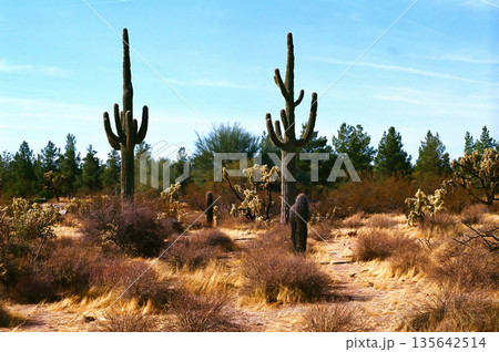 Landscape Sonoran Desert Arizona 135642514