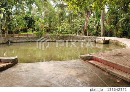 ゾウの水浴び場（エレファントサファリパーク･バリ島／インドネシア） 135642521