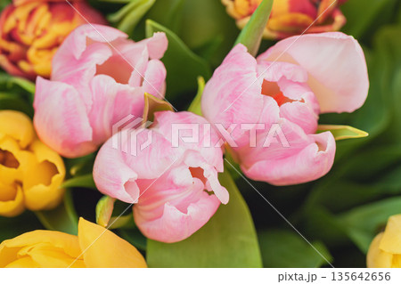 Pink Tulips Cluster bouquet. Blooming background of pink tulips with delicate petals and surrounding greenery. Natural spring background of tenderness and floral celebration Pink Tulips Cluster bouquet. Blooming background of pink tulips with delicate petals and surrounding greenery. Natural spring background of tenderness and floral celebration 135642656
