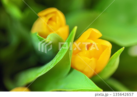 Yellow Tulips Macro. Closeup of blooming yellow tulips surrounded by lush green leaves. Natural background of vibrant spring beauty and floral energy 135642657