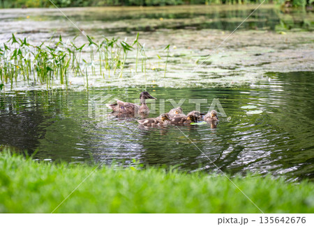 Duck family swimming and walking near green pond with water plants in summer park landscape 135642676