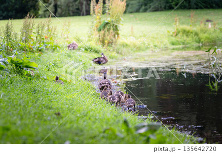 Duck family swimming and walking near green pond with water plants in summer park landscape Duck family swimming and walking near green pond with water plants in summer park landscape 135642720