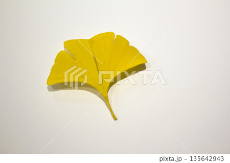 These are ginkgo leaves that have turned yellow. 135642943