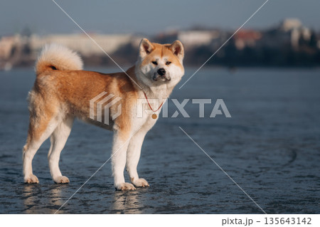 Standing, side view. Akita Inu dog is on the frozen lake at winter season 135643142