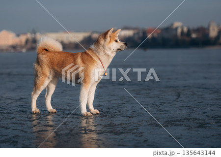 Standing, side view. Akita Inu dog is on the frozen lake at winter season 135643144