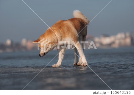 Akita Inu dog is on the frozen lake at winter season 135643156