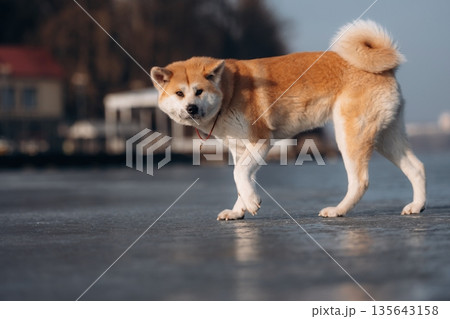 Standing, side view. Akita Inu dog is on the frozen lake at winter season Standing, side view. Akita Inu dog is on the frozen lake at winter season 135643158