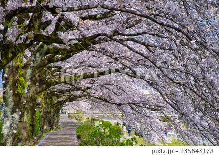 【神奈川県】水無川沿いの桜並木 【神奈川県】水無川沿いの桜並木 135643178