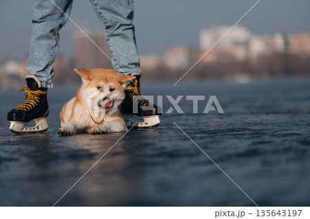Front view, under legs. Man with Akita Inu dog is on the ice with skates in winter 135643197