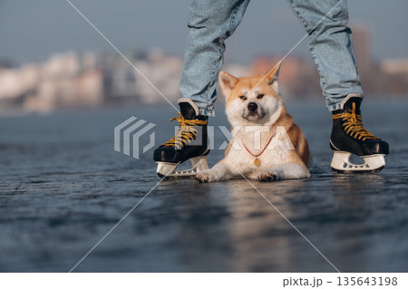 Front view, under legs. Man with Akita Inu dog is on the ice with skates in winter 135643198