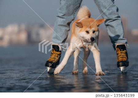 Front view, under legs. Man with Akita Inu dog is on the ice with skates in winter 135643199