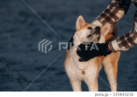 Hugs, touching cheeks. Man with Akita Inu dog is on the ice with skates in winter Hugs, touching cheeks. Man with Akita Inu dog is on the ice with skates in winter 135643216