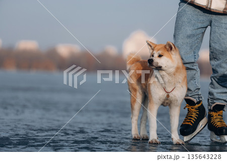 Pet is just having a walk. Man with Akita Inu dog is on the ice with skates in winter Pet is just having a walk. Man with Akita Inu dog is on the ice with skates in winter 135643228