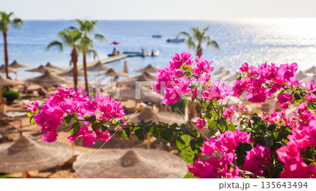 The resort's atmosphere is characterized by vibrant flowers and palm trees overlooking the sea The resort's atmosphere is characterized by vibrant flowers and palm trees overlooking the sea 135643494