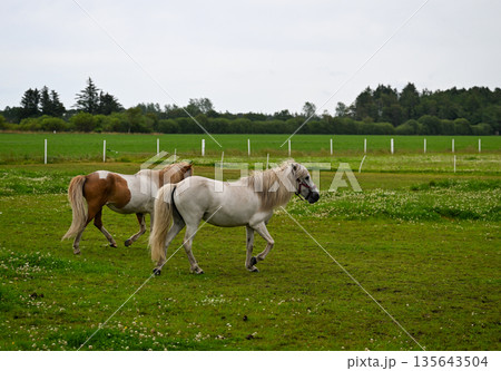 Two horses walking on green meadow behind fence in rural countryside summer landscape 135643504