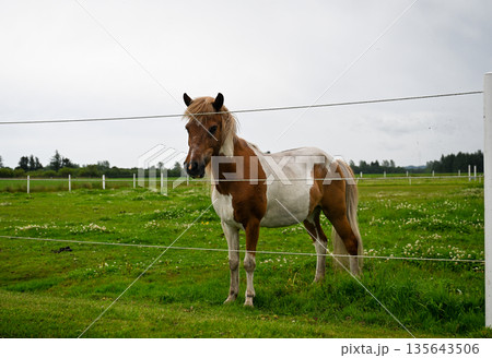 Brown and white horse standing on green meadow behind fence in rural countryside landscape 135643506