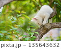5月、すくすく育つ白い仔猫 135643632