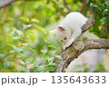 5月、すくすく育つ白い仔猫 135643633
