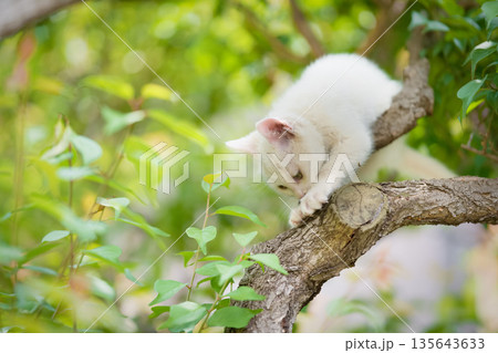 5月、すくすく育つ白い仔猫 5月、すくすく育つ白い仔猫 135643633