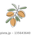 Argan tree branch. Modern single line art drawing. Continuous line drawing. Outline draw design color vector illustration. 135643640