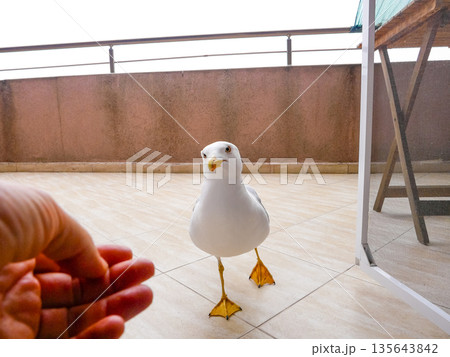 Bold fearless seagull feeding from human hand on urban terrace 135643842