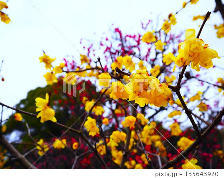 黄色い梅 135643920