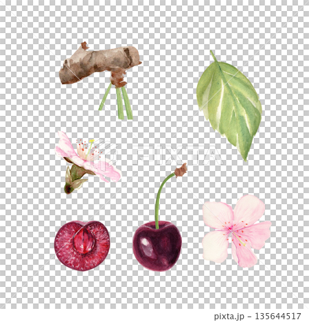 Cherry branch elements with ripe fruit, sliced berry, blossoms, leaf, hand-painted watercolor. Botanical clip art set for food packaging, labels, menus, branding, seasonal design and editorial layouts 135644517